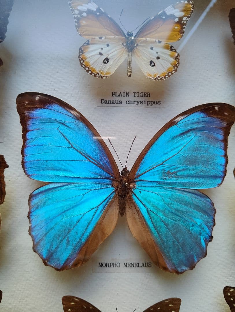 モルフォ 蝶 昆虫 標本 アート インテリア アンティーク 額装 額入り