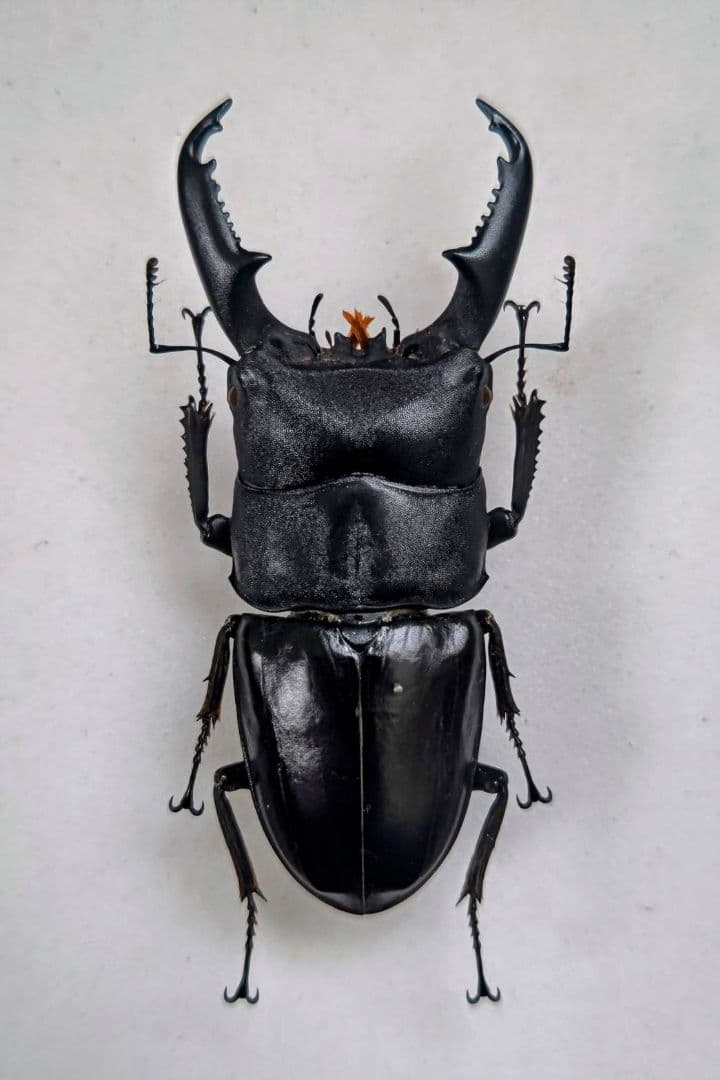 ミンダナオ ヒラタクワガタ 標本