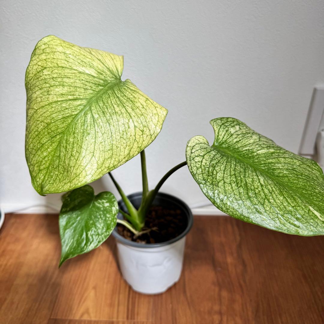 nicuchi様 リクエスト 2点 まとめ商品