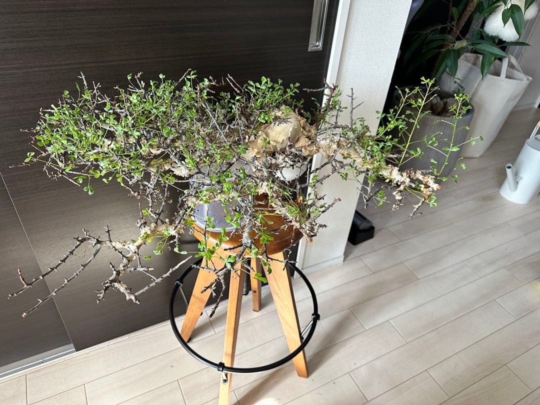 y*u様 コミフォラ ピュア カタフ 秘蔵のスペシャル株