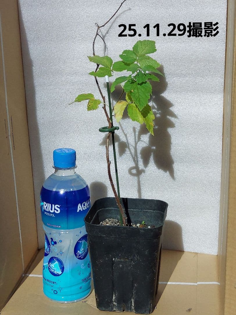 トゥラミーン　ラズベリー苗（26.01.25撮影）