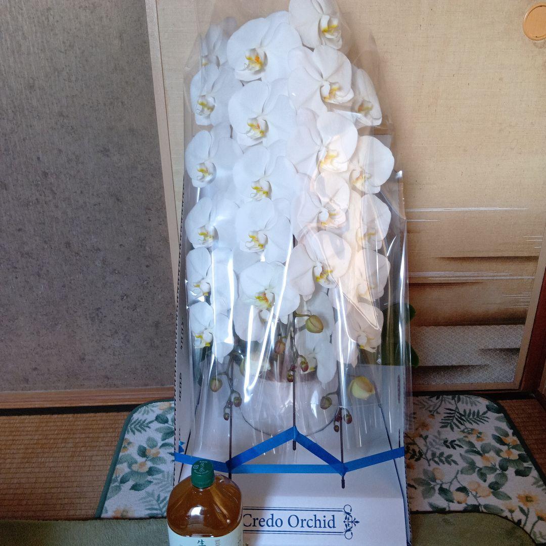 大輪胡蝶蘭３本立8寸鉢新品