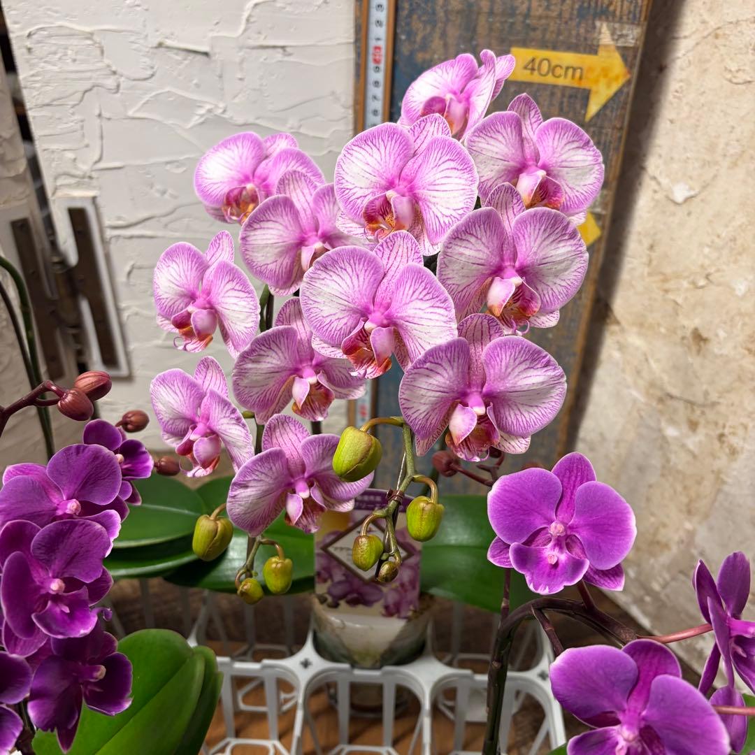 【特選】　胡蝶蘭　ファレノプシス　2種5ポット