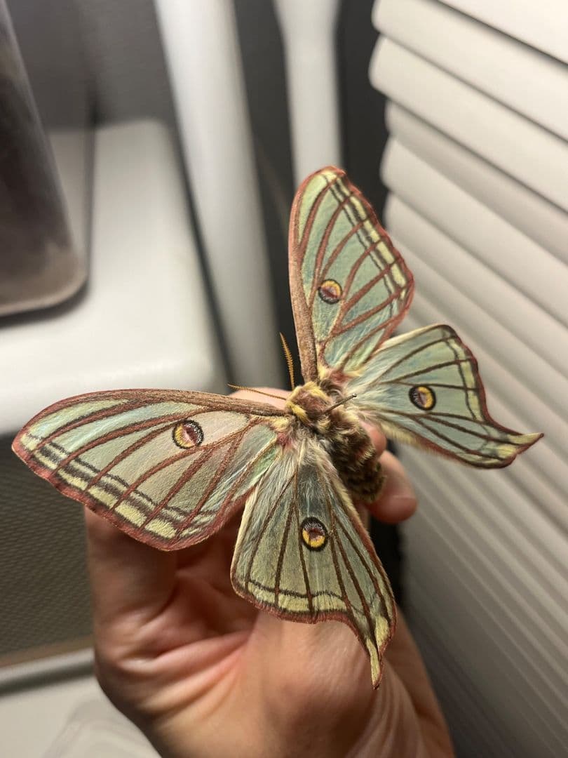 極美♀】イズベラミズアオ 蛾ピカソモスモルフォチョウアグリアス　標本