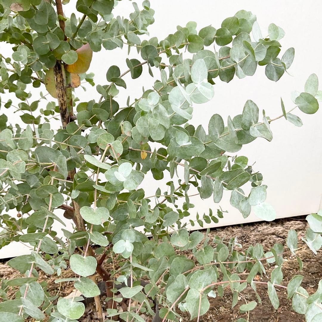 おかこさん専用　ユーカリ　シネレア/ 811