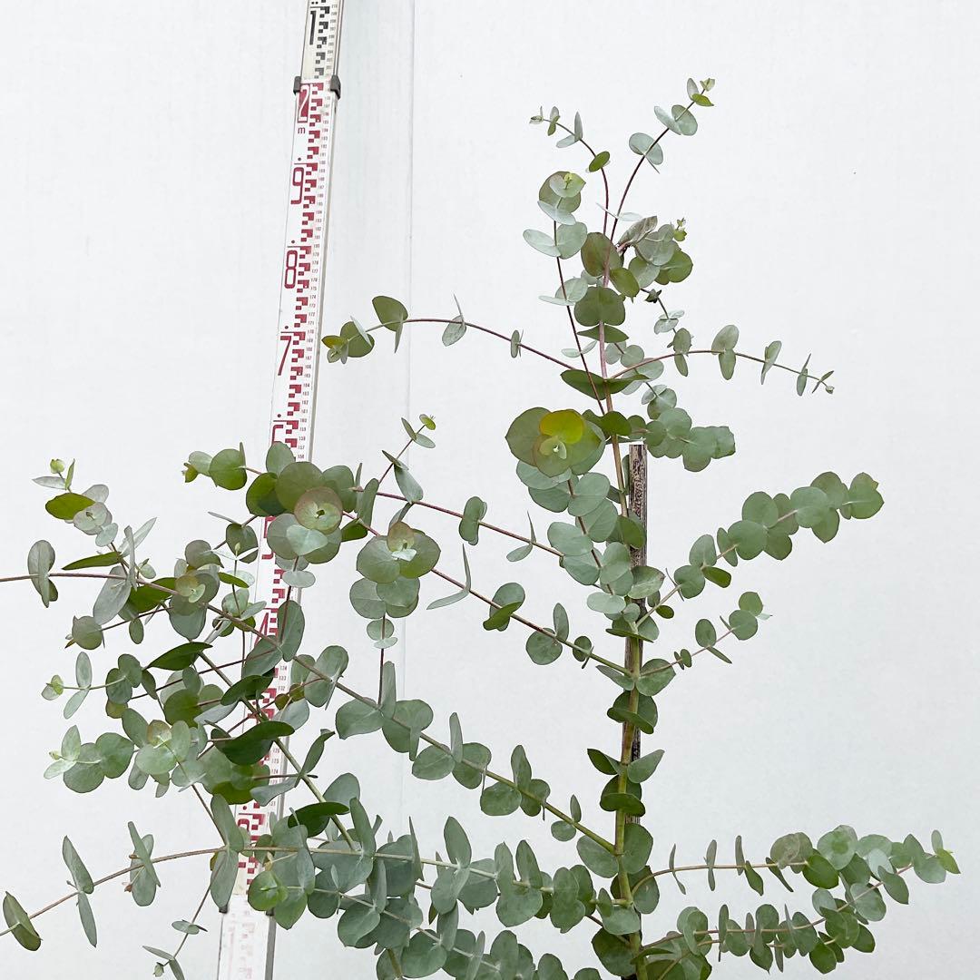 おかこさん専用　ユーカリ　シネレア/ 811