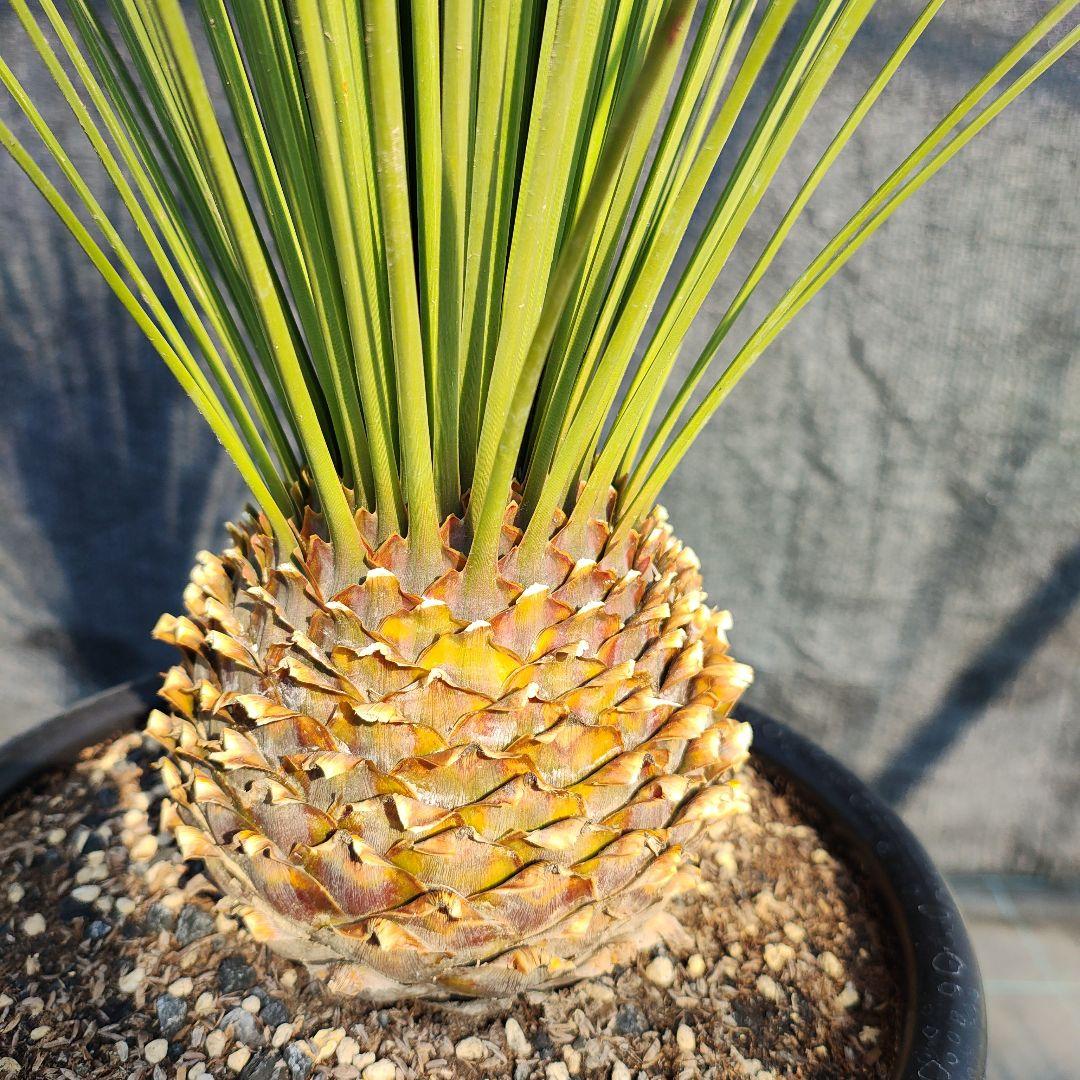 ダシリリオン ロンギシマム