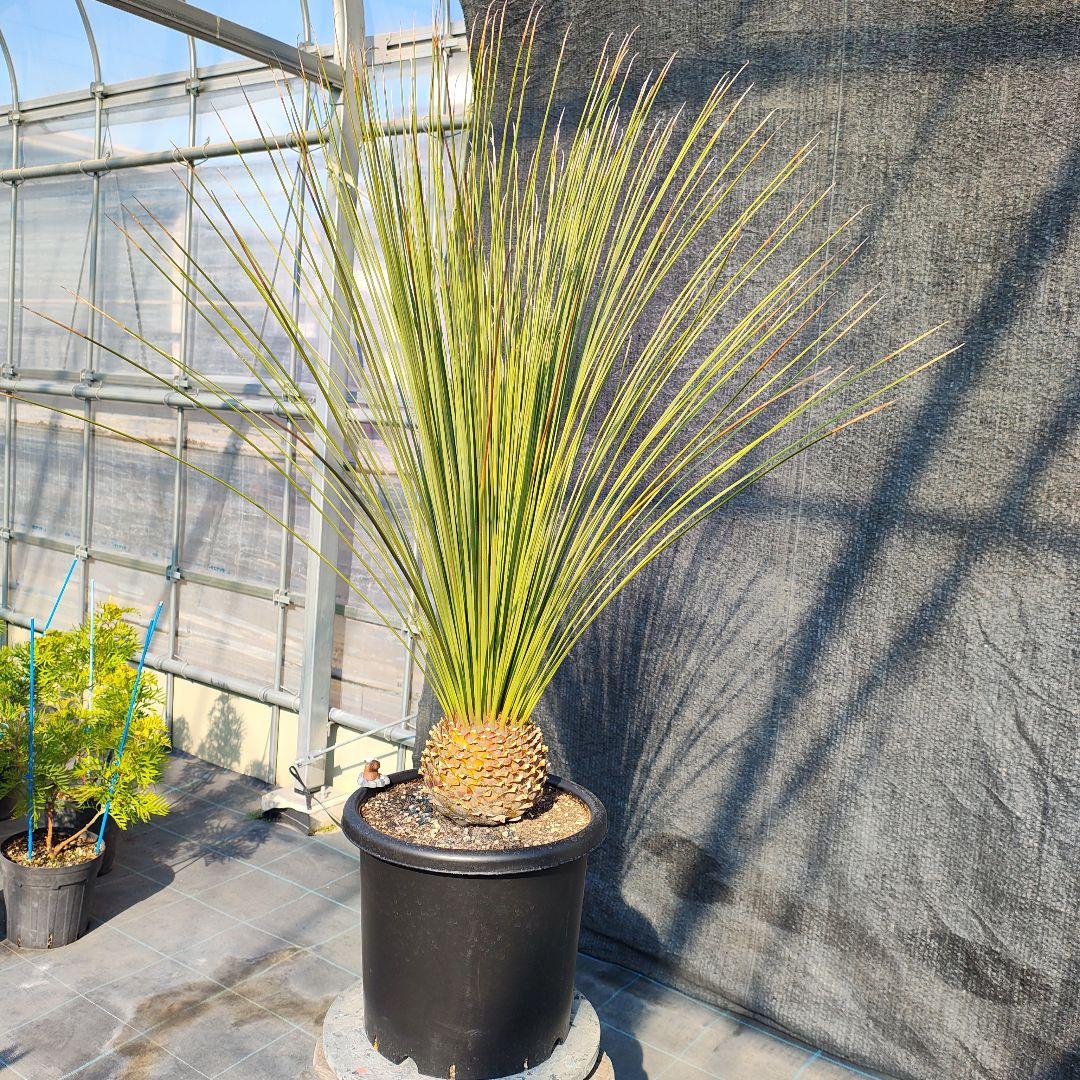 ダシリリオン ロンギシマム