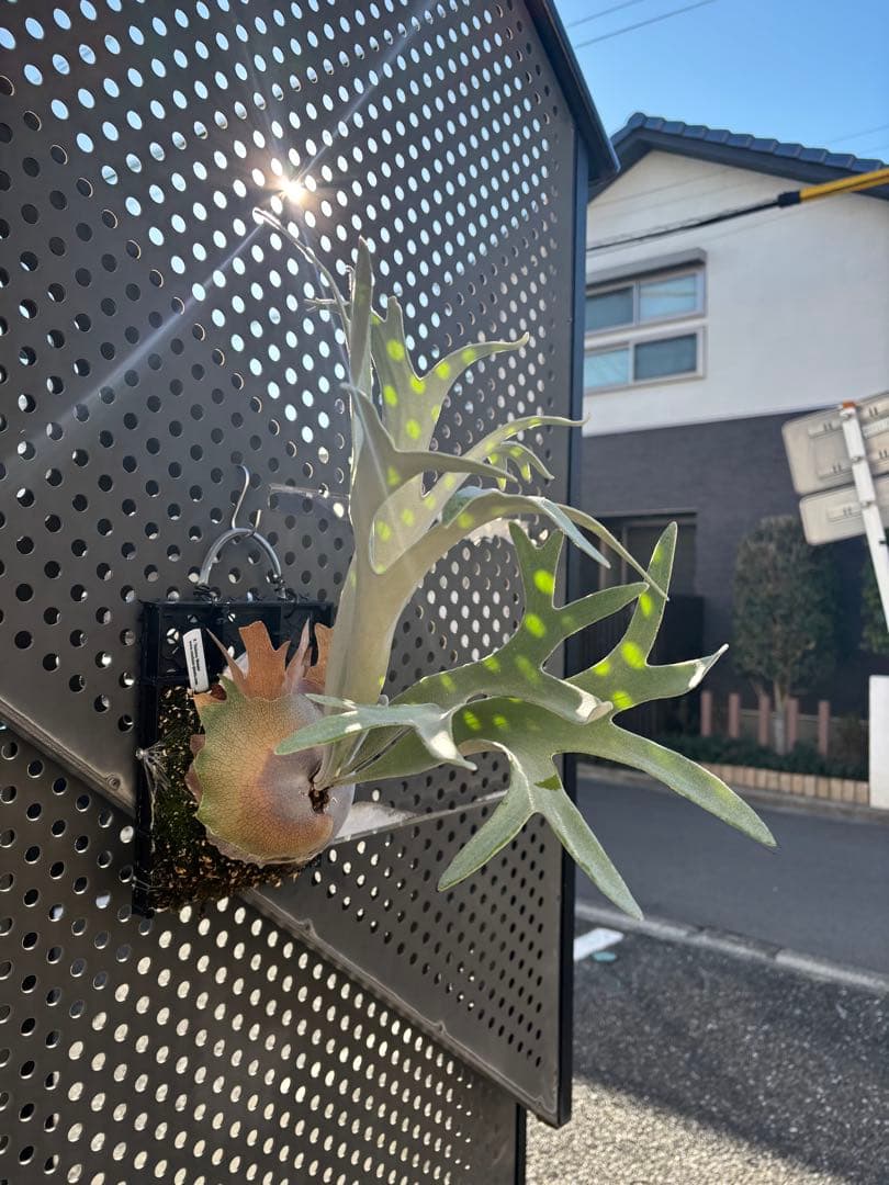 ハクナマタタ　親株　ビカクシダ　バンダカプランツ