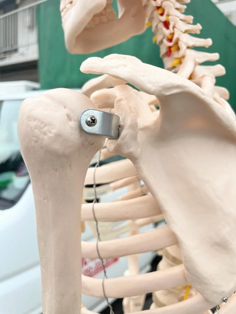 札幌市引取限定。等身大 骨格標本　骸骨模型　180cm　人体模型