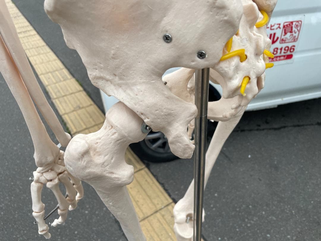 札幌市引取限定。等身大 骨格標本　骸骨模型　180cm　人体模型