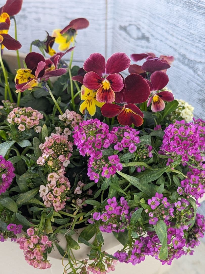 ローズガーデン【現品・鉢まま出荷】季節の寄せ植え3点＆ビオラのセット