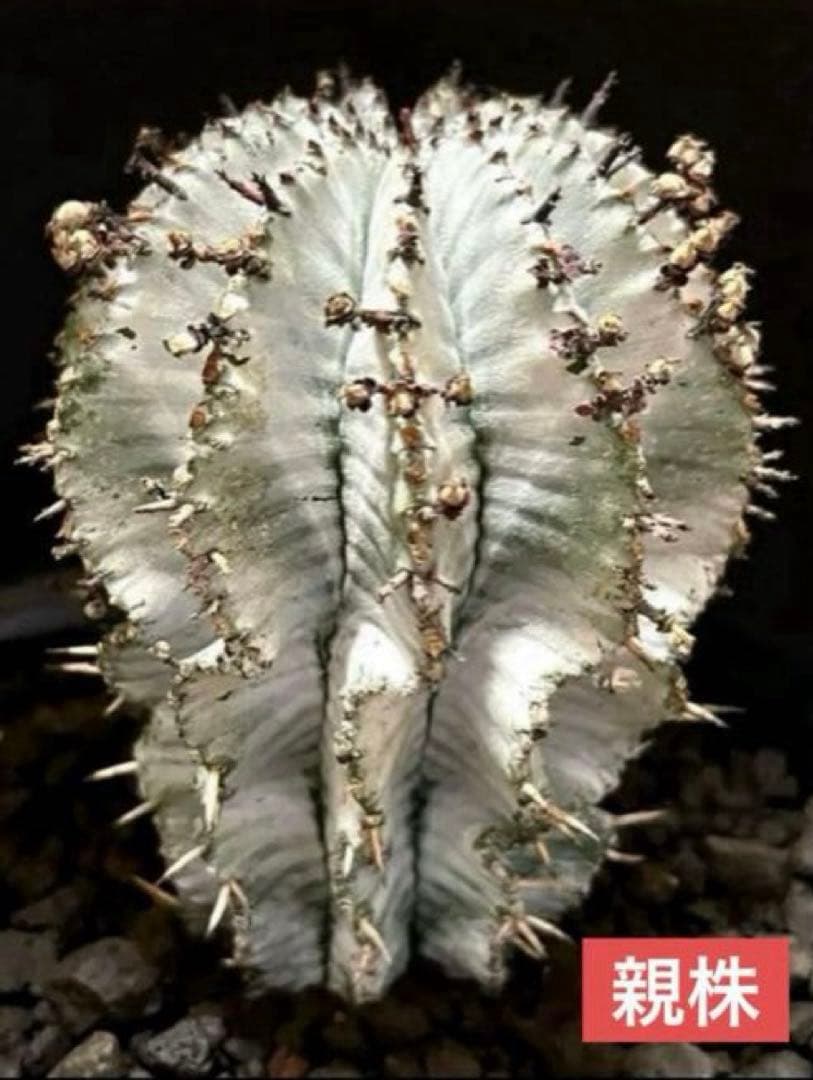 翠*緑様 ユーフォルビア ホリダ スーパーホワイト 極白 SSSランク カキ子