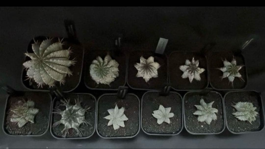 翠*緑様 ユーフォルビア ホリダ スーパーホワイト 極白 SSSランク カキ子