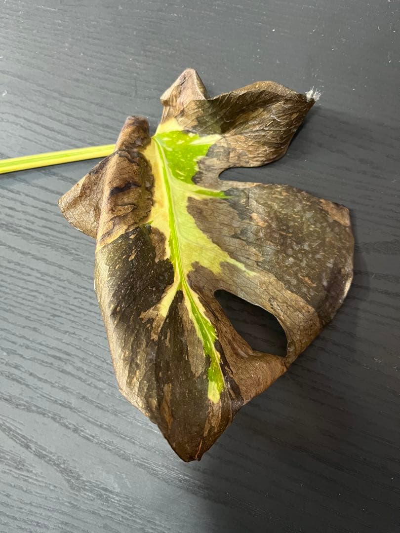 【ガラクーシア】モンステラミラクル