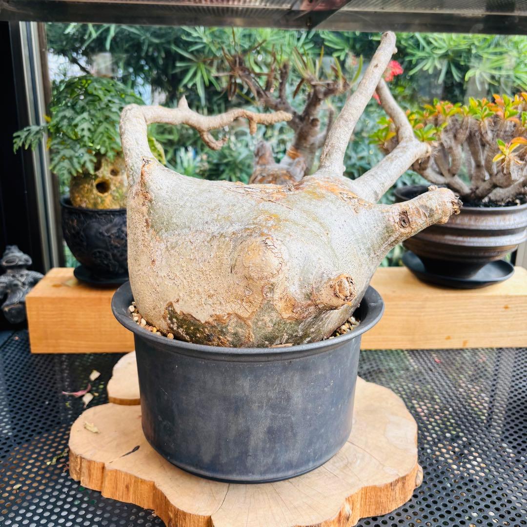 短期間限定超特価！ 特大 パキポディウム グラキリス カタチ製作所 現地株