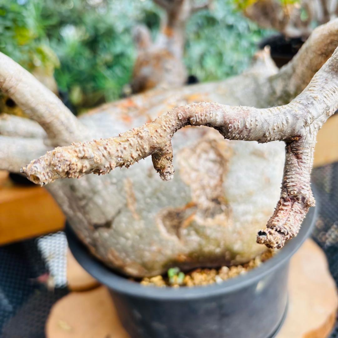 短期間限定超特価！ 特大 パキポディウム グラキリス カタチ製作所 現地株