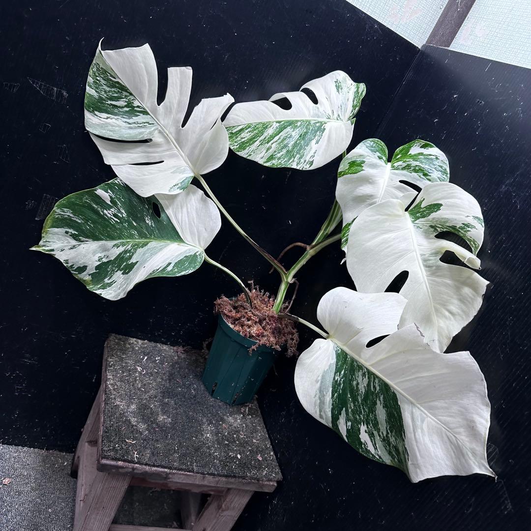 わ*か様 斑入りモンステラ ホワイトタイガー極美大株53cm白斑多