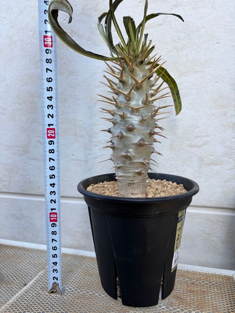 パキポディウム　アンボンゲンセ　美白　良形