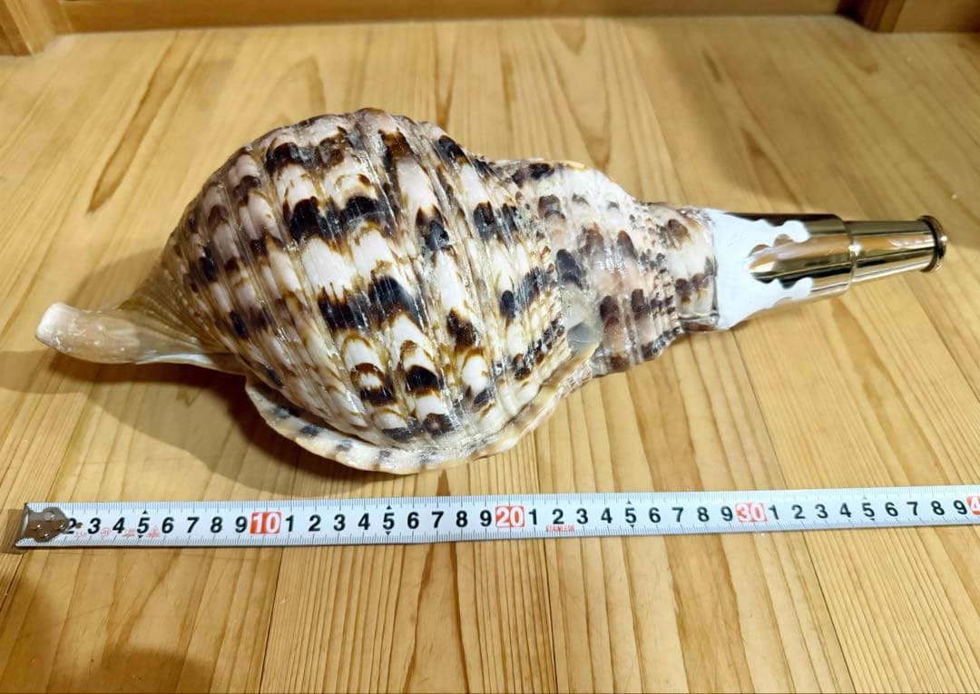 大型肉厚修験道法螺貝39㎝　山伏　密教　熊よけ　魔除け❣️ホラガイ　ほら貝