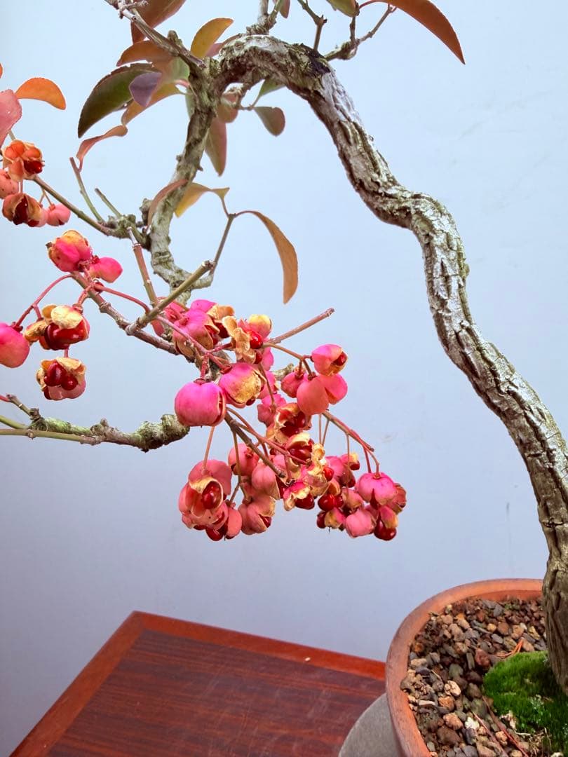 【ガチ盆栽】真弓　マユミ　文人幹