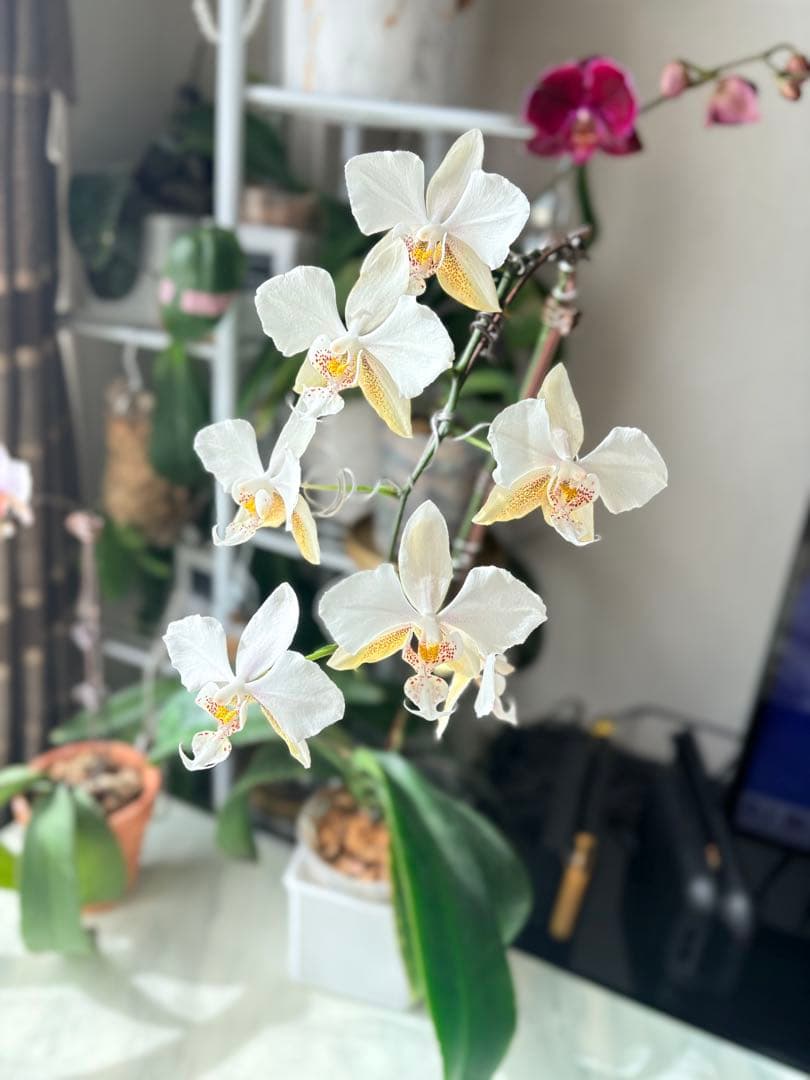 超レア★【強香大株】希少交配種★シレリアナｘスチュアートアナ 洋ラン　洋蘭
