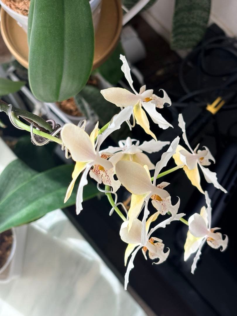 超レア★【強香大株】希少交配種★シレリアナｘスチュアートアナ 洋ラン　洋蘭