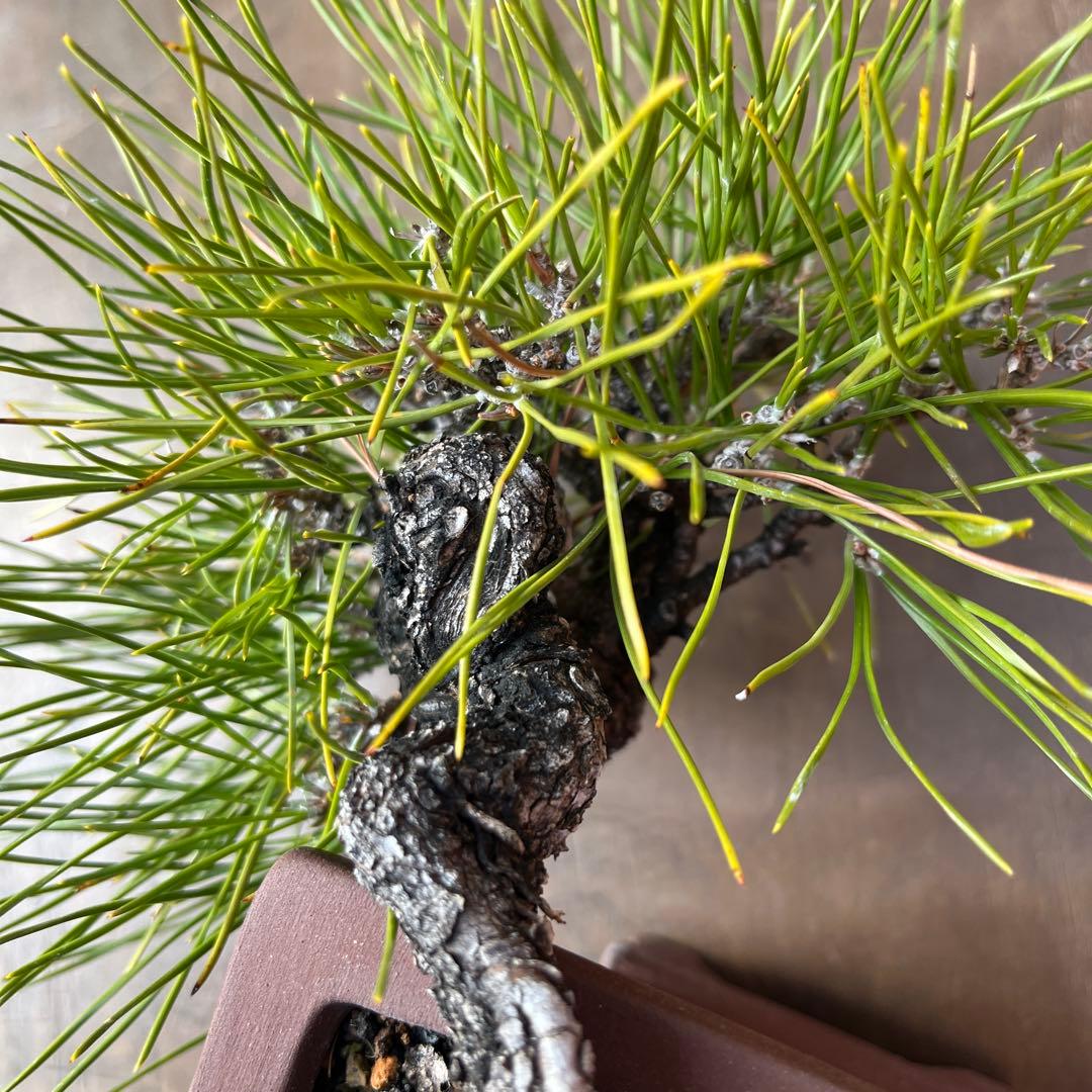 黒松 小品盆栽