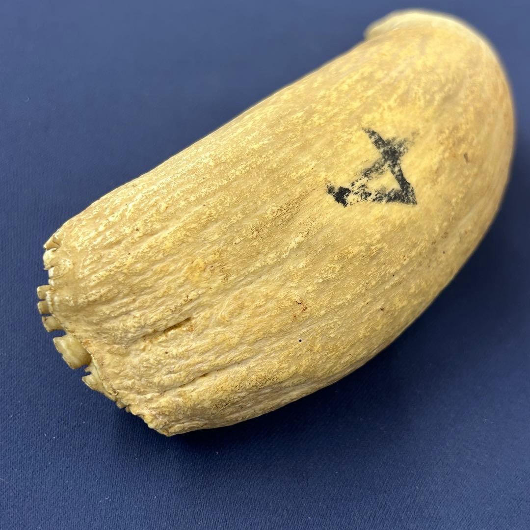 鯨の歯 牙 マッコウクジラ 重量378.1g レア 希少 大きめ 重め キバ