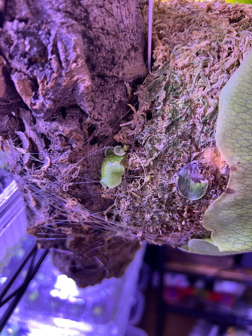 ビカクシダ Banna#A 大株 コルク付け