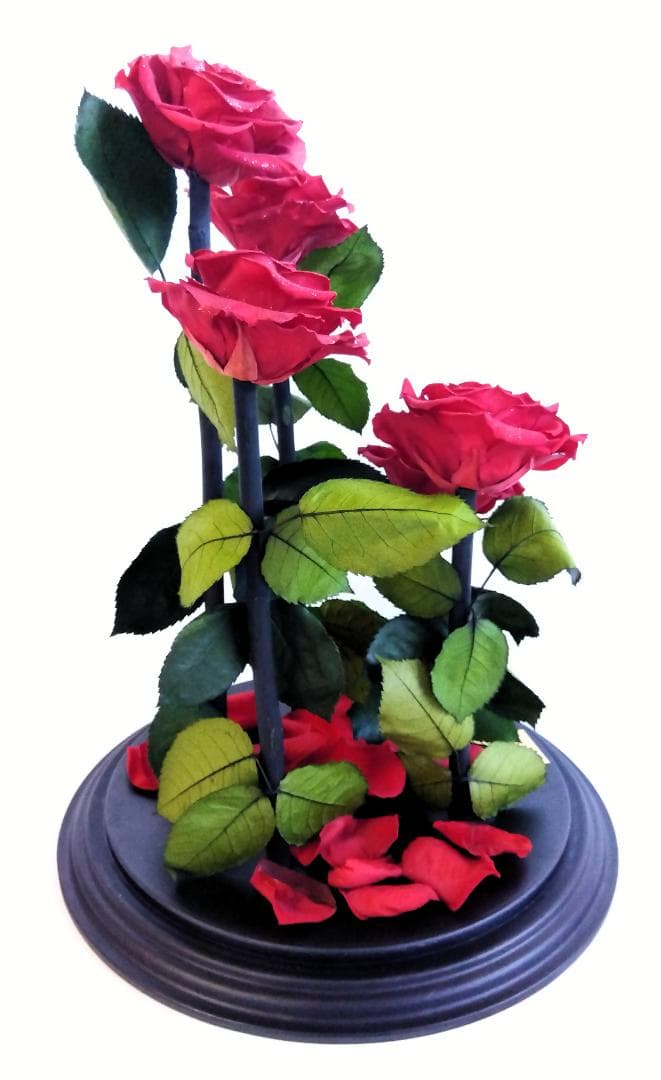 ROSE GALLERY 銀座 プリザーブドローズ(5本立ち) ドームケース付き