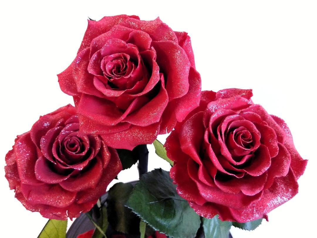 ROSE GALLERY 銀座 プリザーブドローズ(5本立ち) ドームケース付き