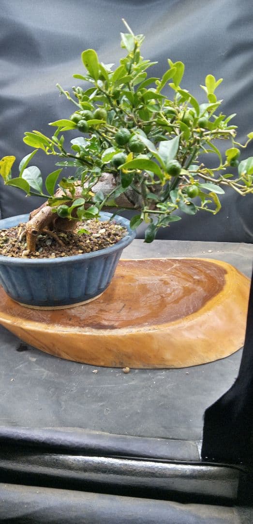 ゆり小品盆栽キンズ