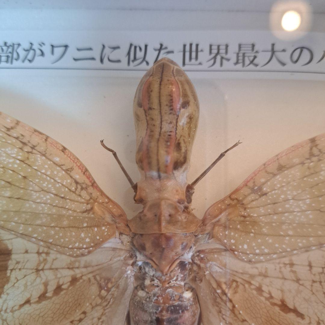 ユカタンビワハゴロモ 標本