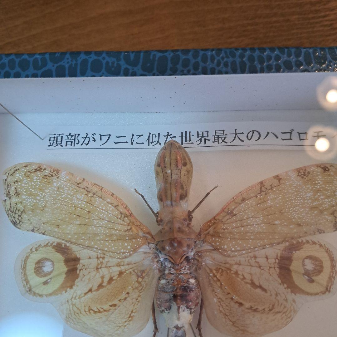 ユカタンビワハゴロモ 標本