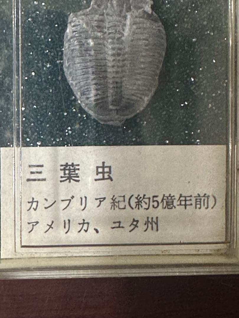 三葉虫　化石　カンブリア紀