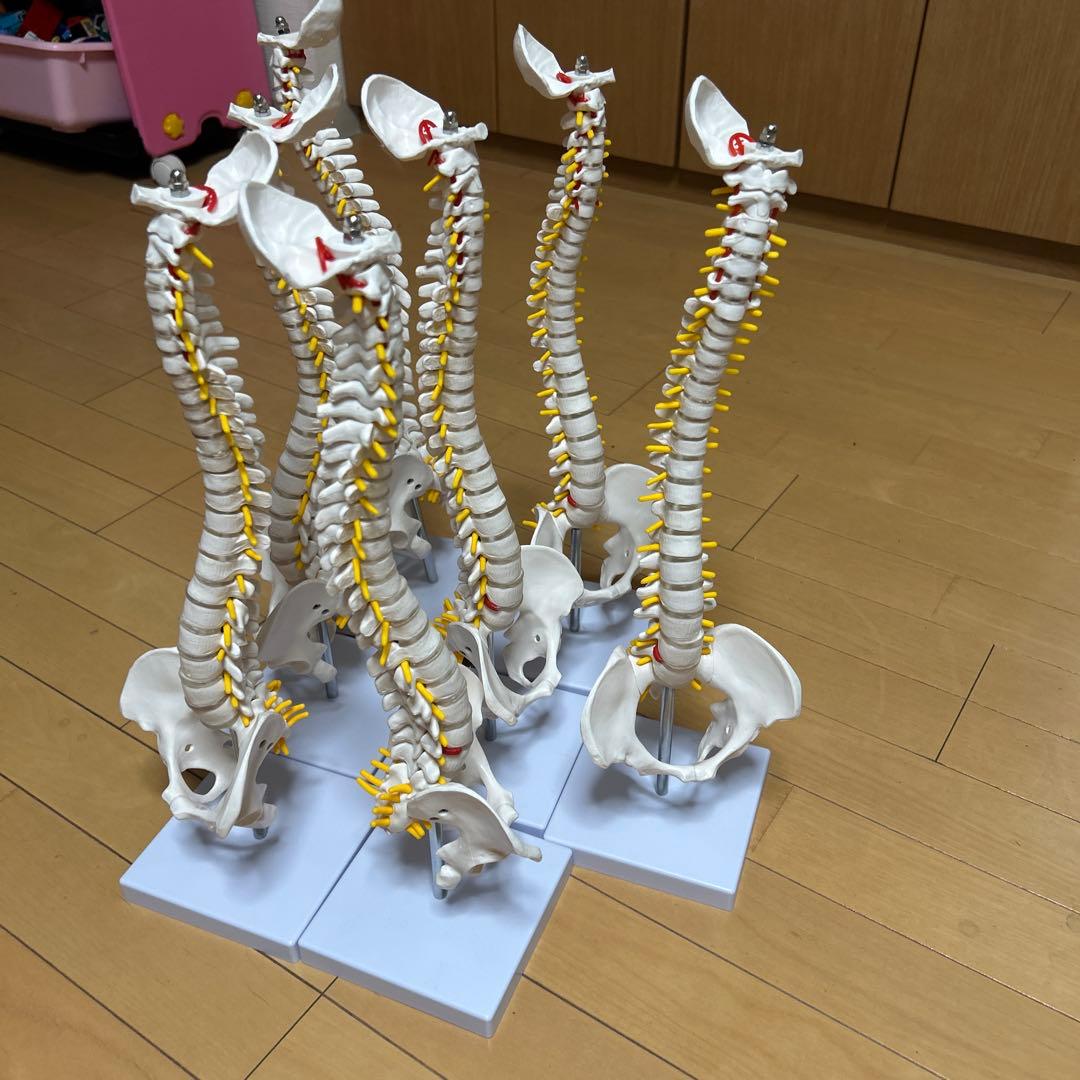 モノライフ　骨格模型4セット　脊椎　背骨