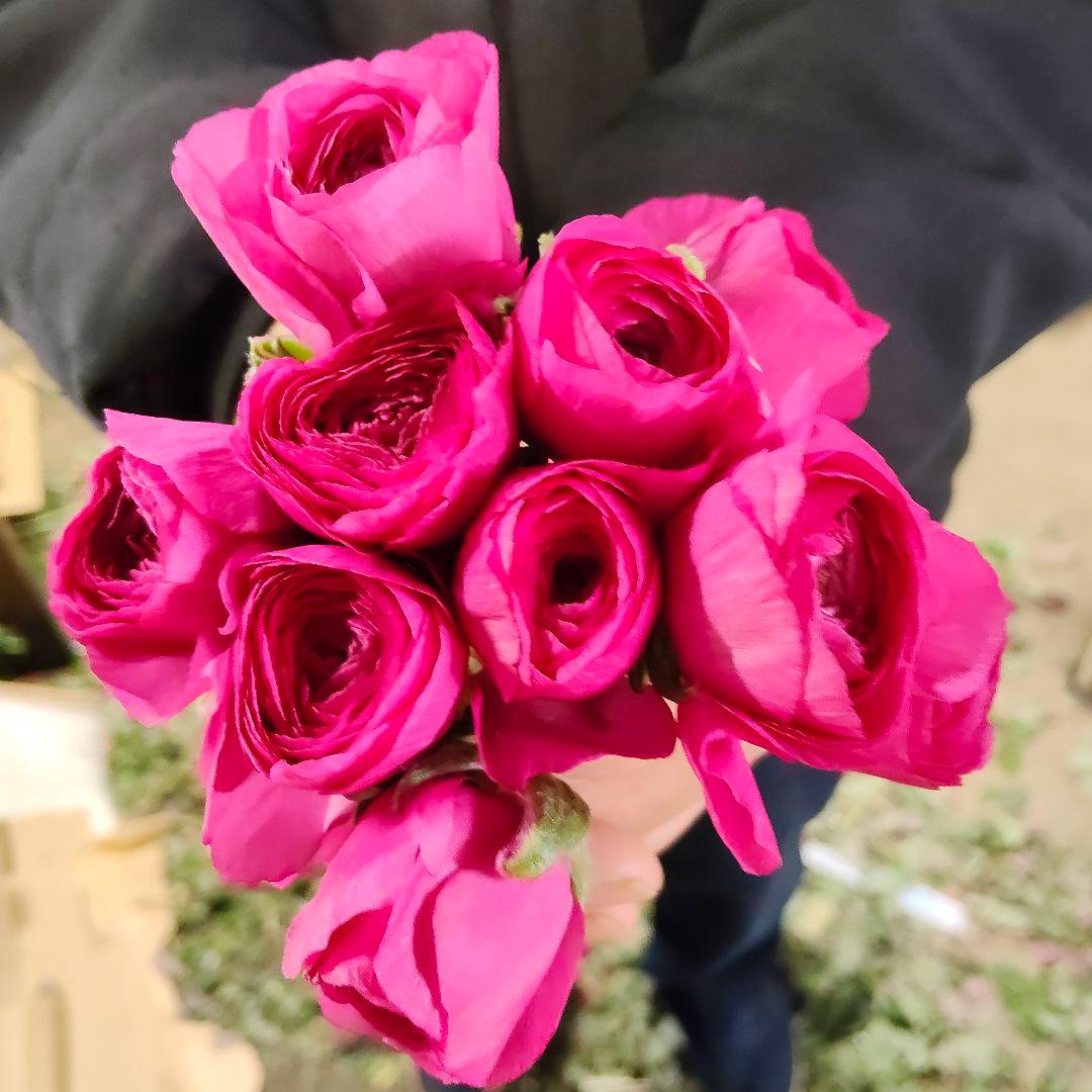 ぽよんちゃ様同梱(切り花 生花 バラ)