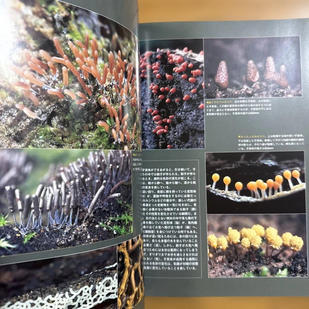 粘菌 : 驚くべき生命力の謎