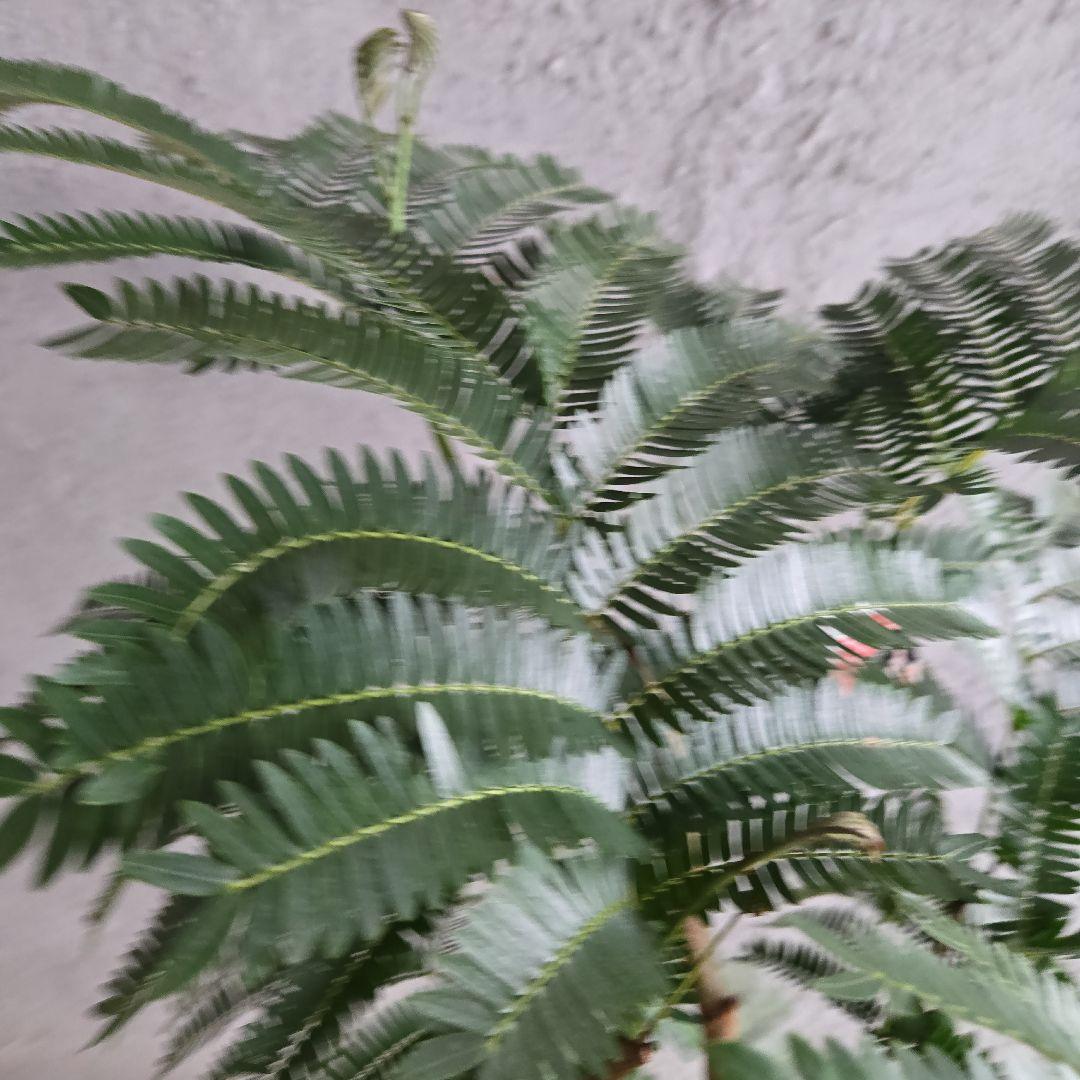 ②　エバーフレッシュ　8号極太　最高等級極上品‼️