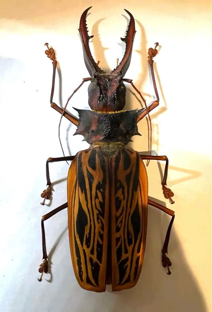 もんちゃ ペルー　オオキバB品標本　162mm弱　コーカサスオオカブト2頭