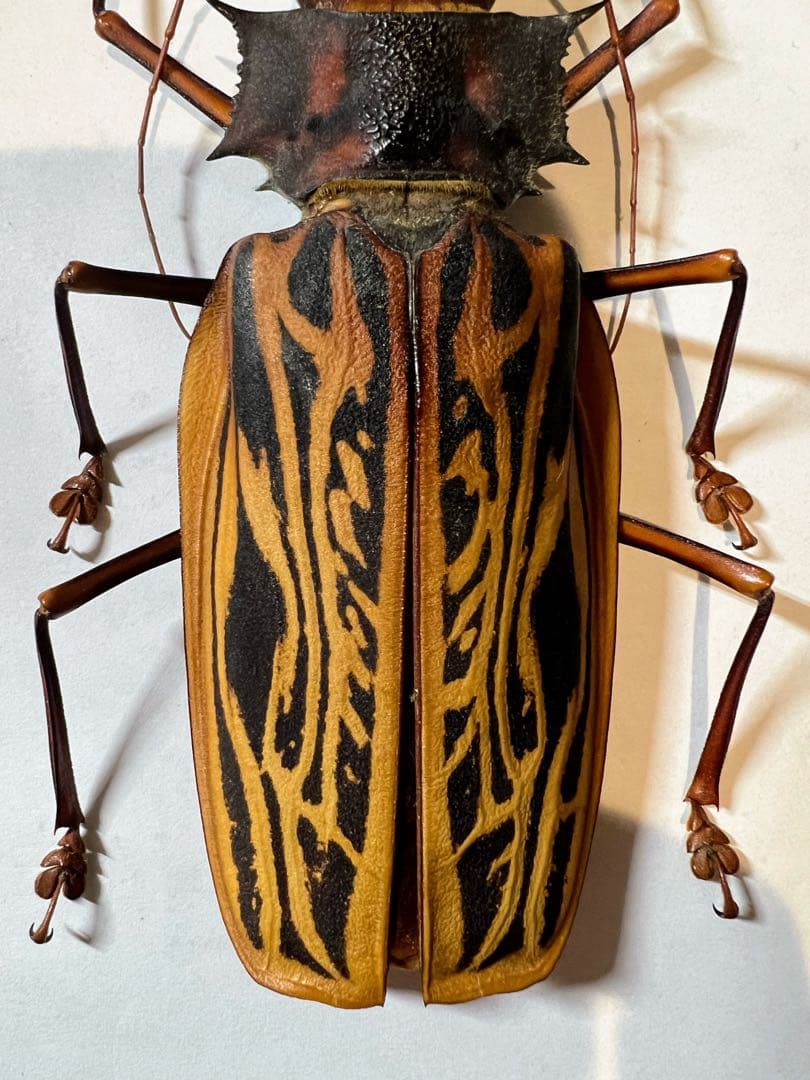 もんちゃ ペルー　オオキバB品標本　162mm弱　コーカサスオオカブト2頭