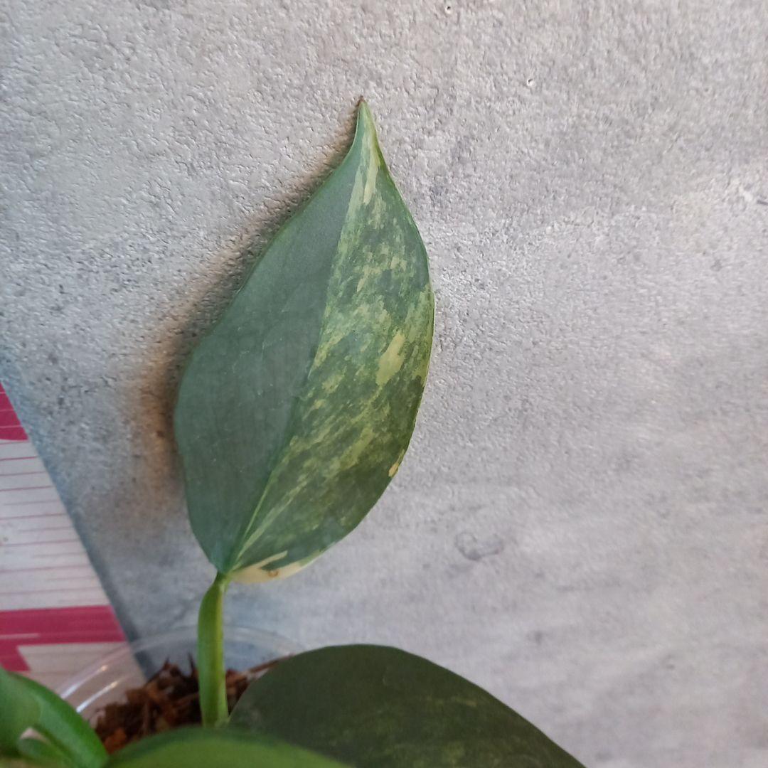 超希少 フィロデンドロン　シルバーソード斑入 (ハスタータム斑入)