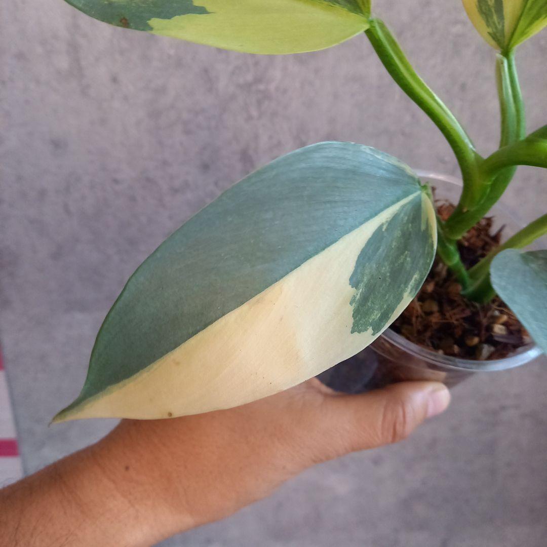 超希少 フィロデンドロン　シルバーソード斑入 (ハスタータム斑入)