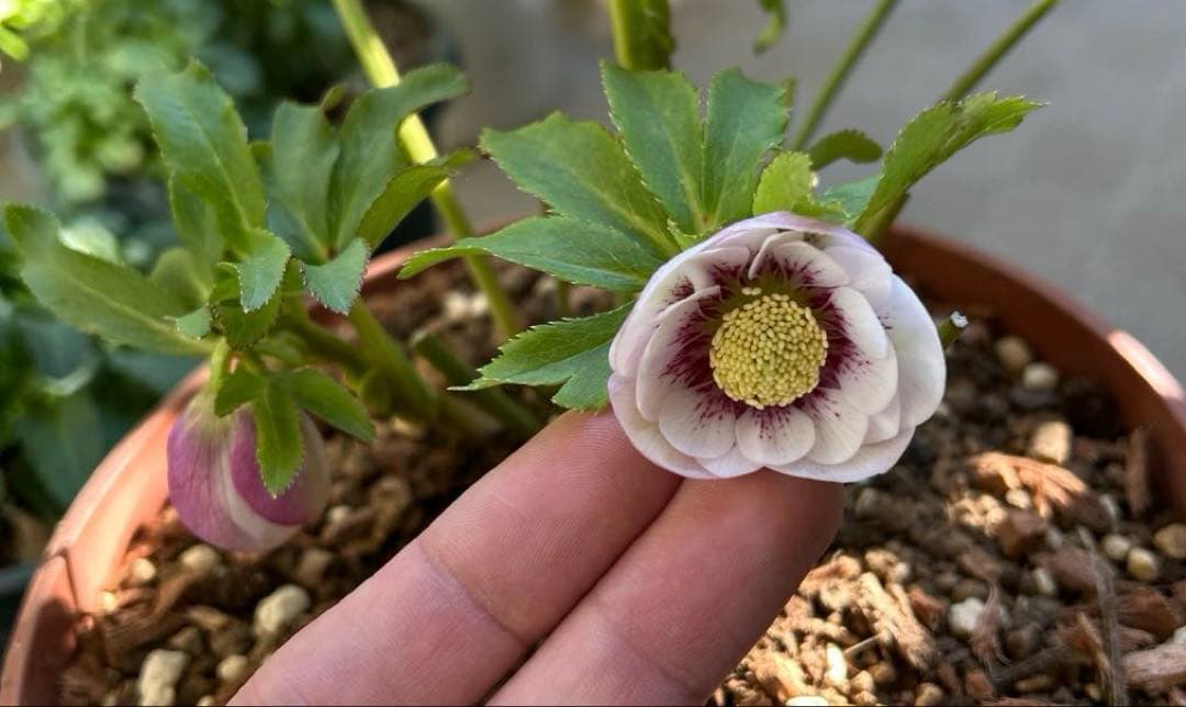 クリスマスローズ　ウィンターシンフォニー　ピンクフラッシュ dd 7号　花芽5