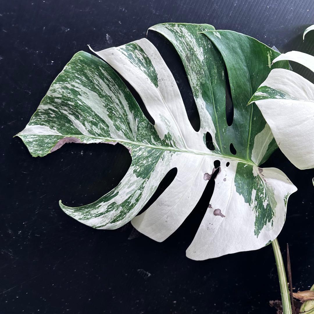 N*e様 斑入りモンステラ ホワイトタイガー極美大株58cm白斑多