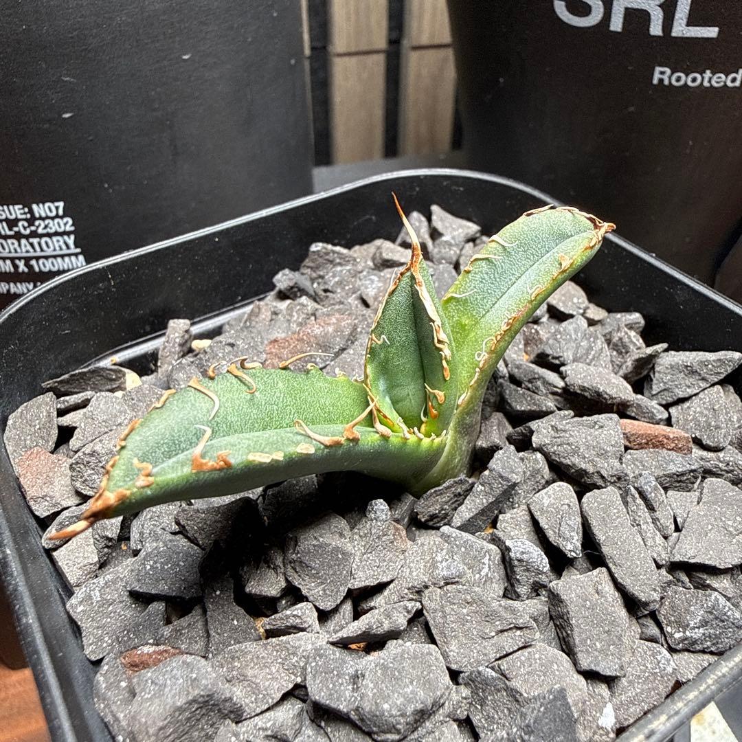 ま*ん様 アガベ　スーパーチタノタ　カクタスグリーン産　OC