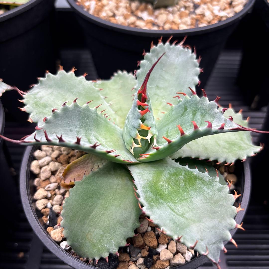 アガベ　フロスティクリスタル　ハイブリッド　イシスメンシス×パラサナ　イシパラ