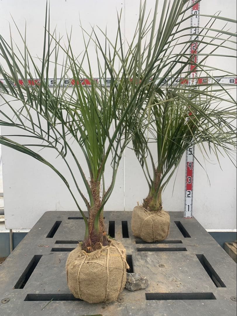 ココスヤシ　2本セット