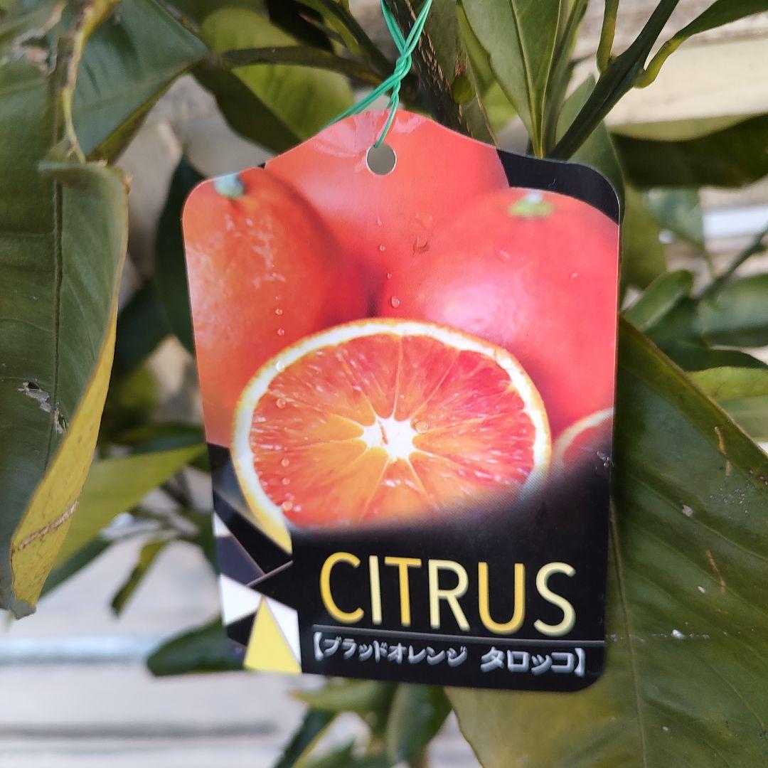 ブラッドオレンジ タロッコ 3年生 大苗